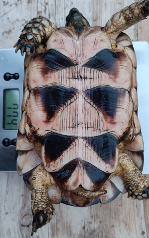 Breitrandschildkröte, Testudo marginata Bild 8