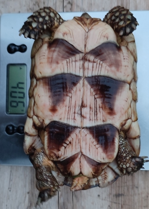 Breitrandschildkröte, Testudo marginata Bild 2