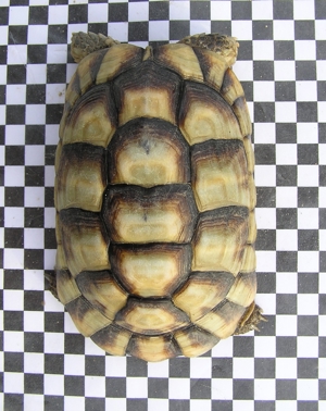 Breitrandschildkröte, Testudo marginata Bild 3