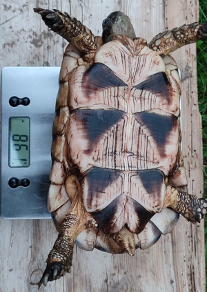 Breitrandschildkröte, Testudo marginata Bild 5
