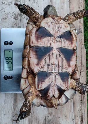 Breitrandschildkröte, Testudo marginata Bild 2