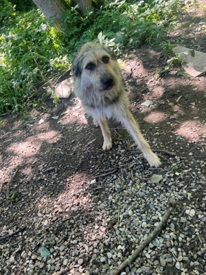 Sara, schüchternes Mädchen möchte so gerne ihre Familie finden Bild 9