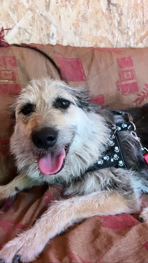 Sara, schüchternes Mädchen möchte so gerne ihre Familie finden Bild 7