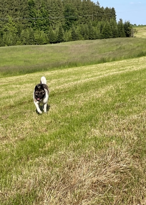 Biete kompetente und liebevolle Hundebetreuung