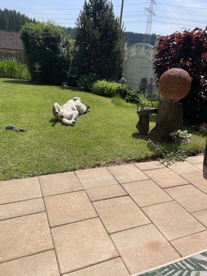 Biete kompetente und liebevolle Hundebetreuung Bild 2