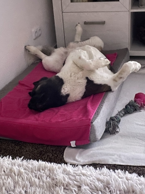 Biete kompetente und liebevolle Hundebetreuung Bild 4