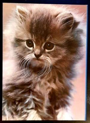 Verkaufe Katzen Bildband Bild 2