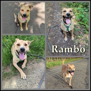 Rambo sucht ein Zuhause Bild 1