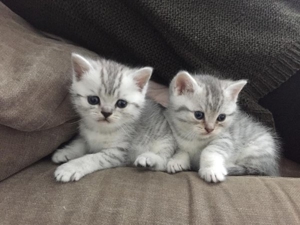 BKH Deckkater Silver Shaded mit Stammbaum, Blutgruppe A Bild 9