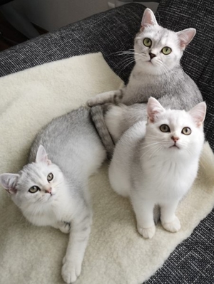 BKH Deckkater Silver Shaded mit Stammbaum, Blutgruppe A Bild 3