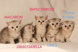 BKH Deckkater Silver Shaded mit Stammbaum, Blutgruppe A Bild 12