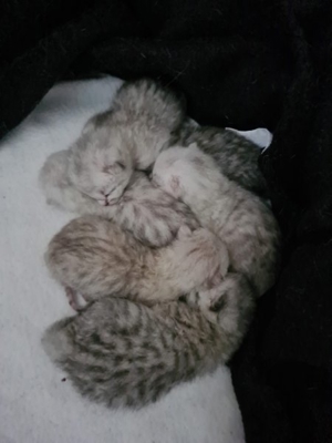 BKH Deckkater Silver Shaded mit Stammbaum, Blutgruppe A Bild 6