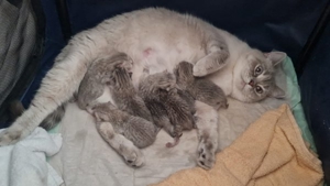 BKH Deckkater Silver Shaded mit Stammbaum, Blutgruppe A Bild 14