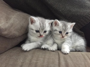 BKH Deckkater Silver Shaded mit Stammbaum, Blutgruppe A Bild 10