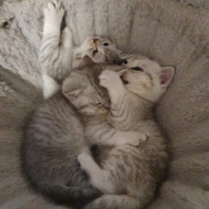 BKH Deckkater Silver Shaded mit Stammbaum, Blutgruppe A Bild 4