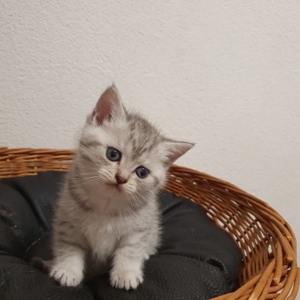 BKH Deckkater Silver Shaded mit Stammbaum, Blutgruppe A Bild 5