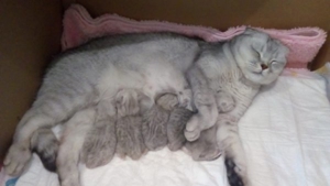 BKH Deckkater Silver Shaded mit Stammbaum, Blutgruppe A Bild 13