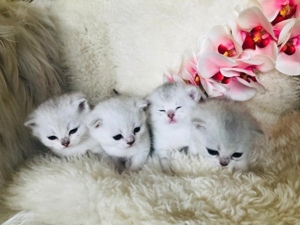 BKH Deckkater Silver Shaded mit Stammbaum, Blutgruppe A Bild 8