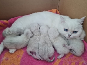 BKH Deckkater Silver Shaded mit Stammbaum, Blutgruppe A Bild 11