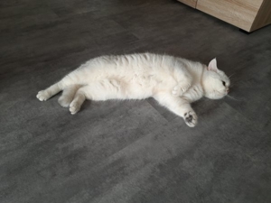 BKH Deckkater Silver Shaded mit Stammbaum, Blutgruppe A Bild 2