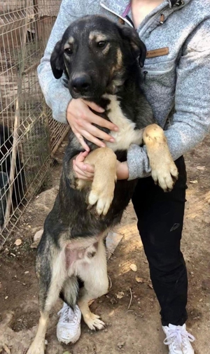 Kuschelkönig Koyal ist verschmust und freundlich Bild 3