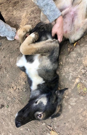 Kuschelkönig Koyal ist verschmust und freundlich Bild 5
