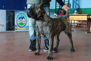 Dogo Canario Welpen aus Spitzenverbindung ! WT: 17.1.2025  !  2 kräft Hü. , Reservierung möglich ! Bild 5