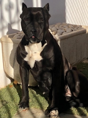 Dogo Canario Welpen aus Spitzenverbindung ! WT: 17.1.2025  !  2 kräft Hü. , Reservierung möglich ! Bild 8