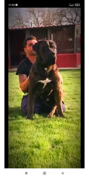 Dogo Canario Welpen aus Spitzenverbindung ! WT: 17.1.2025  !  2 kräft Hü. , Reservierung möglich ! Bild 7