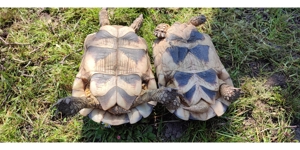 1 Paar Breitrandschildkröten, Testudo marginata Bild 7