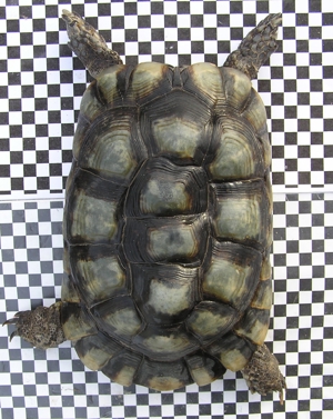 1 Paar Breitrandschildkröten, Testudo marginata Bild 2