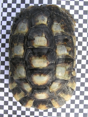 1 Paar Breitrandschildkröten, Testudo marginata Bild 5