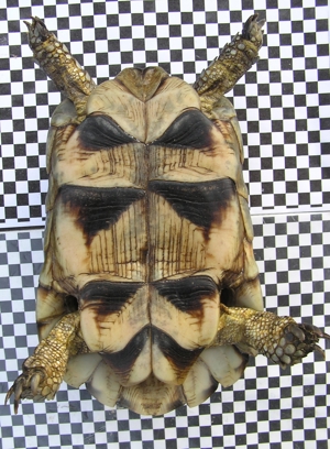 1 Paar Breitrandschildkröten, Testudo marginata Bild 3