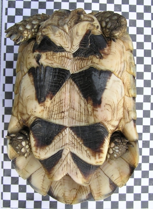 1 Paar Breitrandschildkröten, Testudo marginata Bild 6
