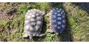 1 Paar Breitrandschildkröten, Testudo marginata Bild 9
