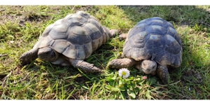 1 Paar Breitrandschildkröten, Testudo marginata Bild 8