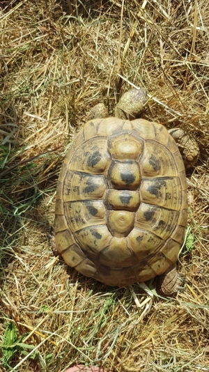 Griechische Landschildkröte eierlegendes Weibchen Thb