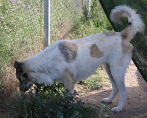 Nanu, geb. ca. 02/2022, lebt in GRIECHENLAND, im städt. Tierheim Serres Bild 10