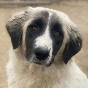 Leslie, geb. ca. 02/2021, lebt in GRIECHENLAND, im städt. Tierheim Serres