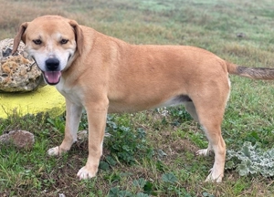 Cece, geb. ca. 12/2019, lebt in GRIECHENLAND, im städt. Tierheim Serres Bild 15