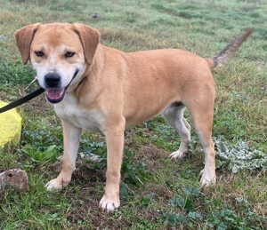 Cece, geb. ca. 12/2019, lebt in GRIECHENLAND, im städt. Tierheim Serres Bild 10