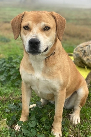 Cece, geb. ca. 12/2019, lebt in GRIECHENLAND, im städt. Tierheim Serres Bild 3