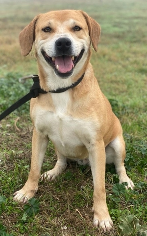 Cece, geb. ca. 12/2019, lebt in GRIECHENLAND, im städt. Tierheim Serres Bild 4