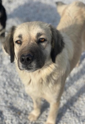 Frea, geb. ca. 02/2021, lebt in GRIECHENLAND, im städt. Tierheim Serres Bild 3