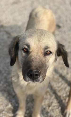 Frea, geb. ca. 02/2021, lebt in GRIECHENLAND, im städt. Tierheim Serres Bild 5