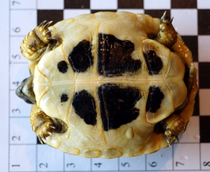 Griechische Landschildkröten THB Nachzucht 2022 Schildkröte Bild 4