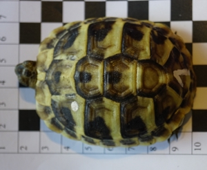 Griechische Landschildkröten THB Nachzucht 2022 Schildkröte Bild 5