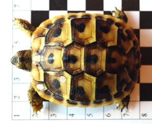 Griechische Landschildkröten THB Nachzucht 2022 Schildkröte Bild 1