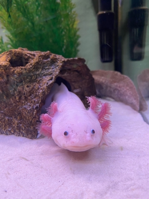 Axolotl mit Aquarium und Unterschrank