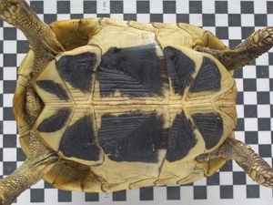 Griechische Landschildkröte weiblich 11 Jahre alt Bild 2